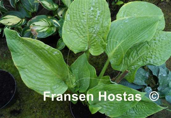 Hosta Abiqua Elephant Ears - Fransen Hostas